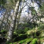 Sunlight hits forest floor