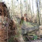 rootplates exposed