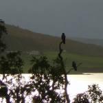 Hoodies perching in the oaks