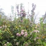 Apple Blossom