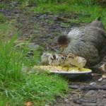 Hildegard and chicks