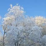 Birch in snow