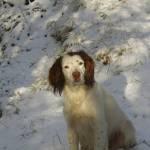 Brook the dog