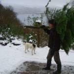 Christmas Tree Installation!