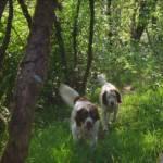 happy dugs