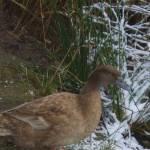 Duck in snow