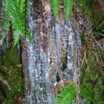 Icicles and ferns
