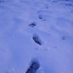 Footprints in snow