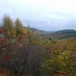 Autumnal colours