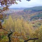 Golden larch