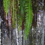ferns on ice