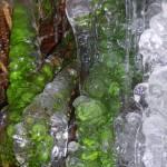 Ferns on ice