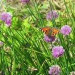 Butterflies at last