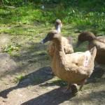 Its a ducks life