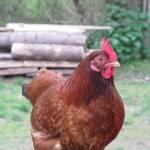 Mo Mo the hen