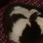 Smokys favourite position