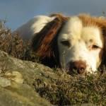 Brook the Dog