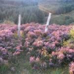 Bonny Heather